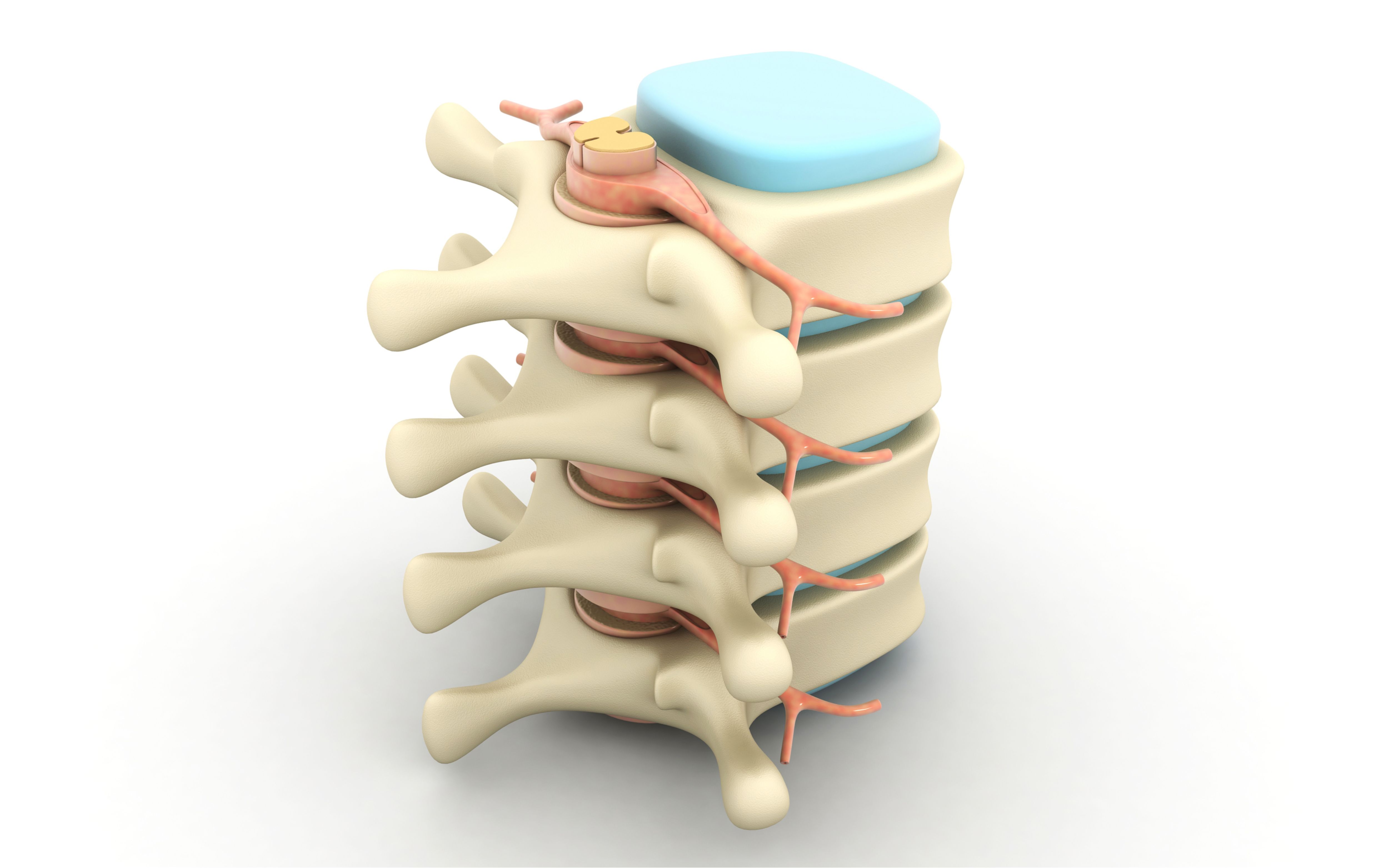 Modélisation 3D de la colonne verticale