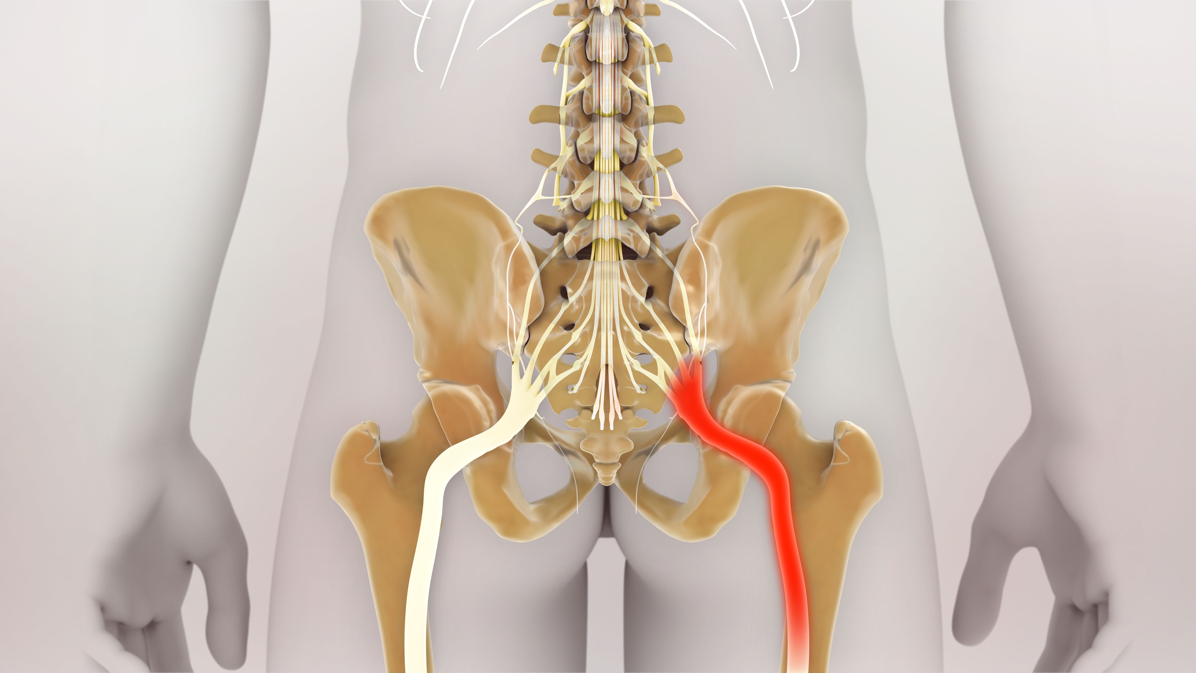 Anatomie : le nerf sciatique